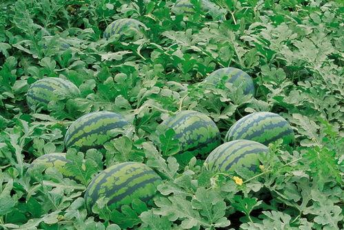 娱乐吃瓜场地图片高清大图,高清大图揭秘网红吃瓜场地 第1张 娱乐吃瓜场地图片高清大图,高清大图揭秘网红吃瓜场地 第1张